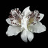 Orchid Flowe PIn clip