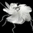 Feather Flower