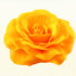 Yellow Flower pin