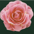 Fabric Flower PIn
