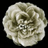 FR162029-Fabric Flower Pin