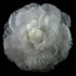 FR141332-Lace Fabric Flower