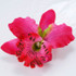 FR192028-flower