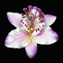 Orchid Flower Pin