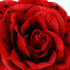 FR102642-Polka Dot Rose Flower Pin