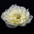 FR103372-Fabric Flower Pin