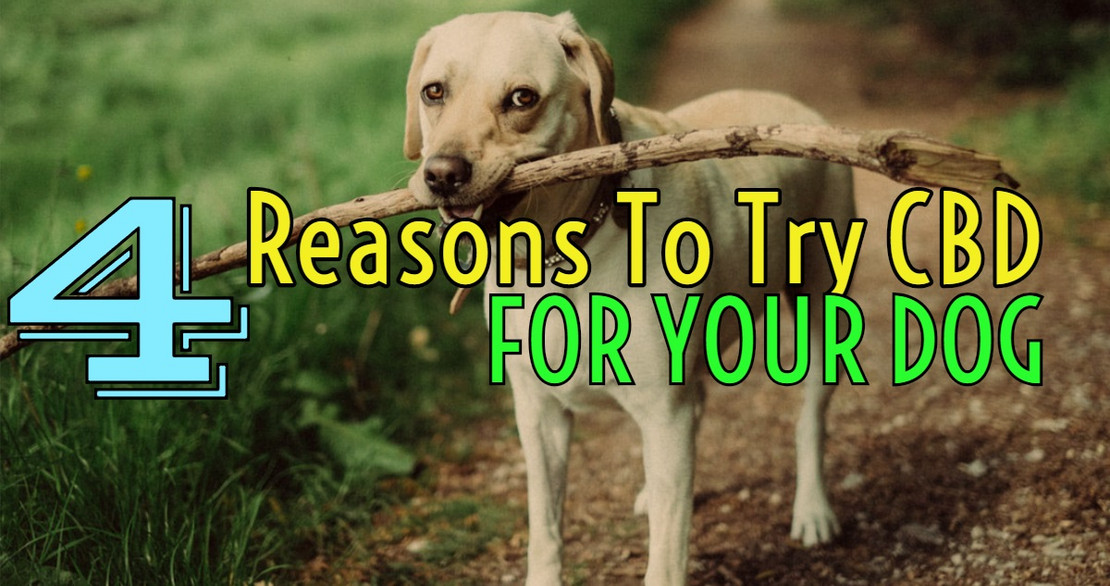 ​4 Reasons to Try CBD for Your Dog