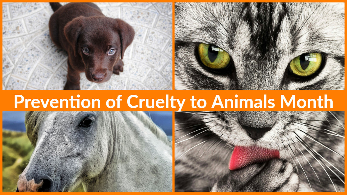 Prevention of Cruelty to Animals Month Prevention of Cruelty to Animals Month
