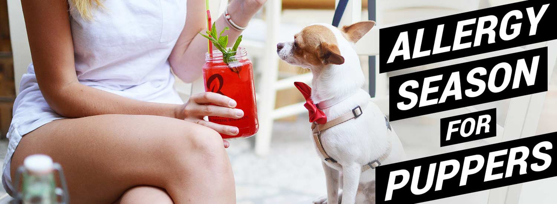 Allergy Season for Puppers