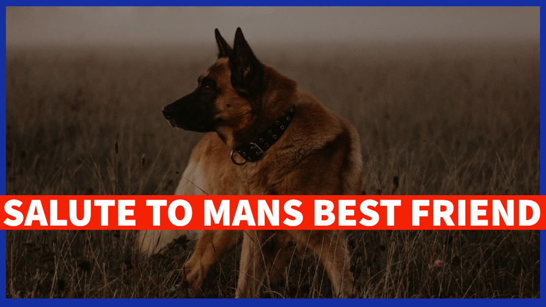Salute To Mans Best Friend Salute To Mans Best Friend