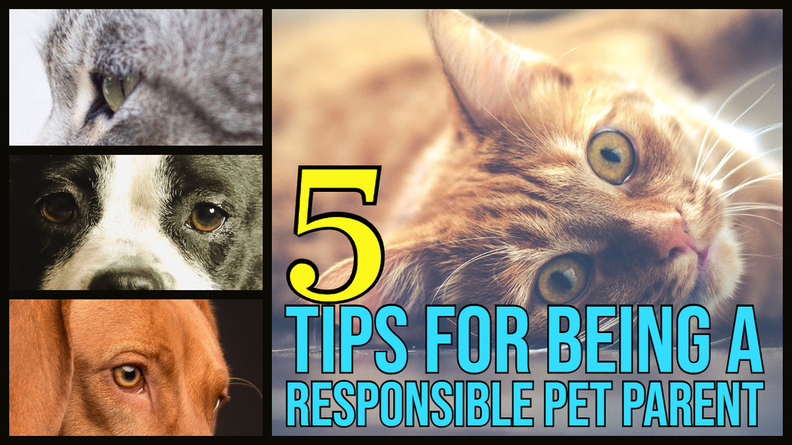 ​5 Tips for Being a Responsible Pet Parent