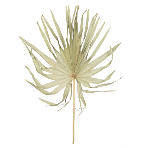 Vickerman Vickerman Natural Botanicals 32-40 inch Natural Dried Palm Leaf Uncut- 12 stem/ polybag It measures 32 to 30 inches long and 20 to 24 inches wide It includes twelve pieces per bag This item is a natural product that has been dried and preserved