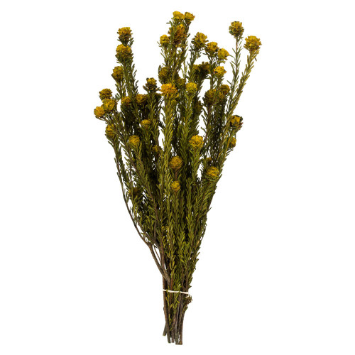  Vickerman 15-20" Tortum Bundle, Preserved 