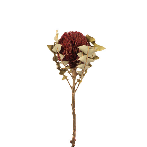  Vickerman 12" Baxteri (Banksia) Flower with Stem, Dried 