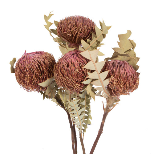  Vickerman Banksia Baxterii, Dried 
