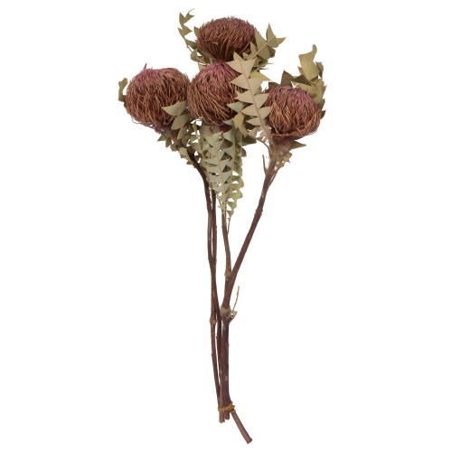  Vickerman Banksia Baxterii, Dried 