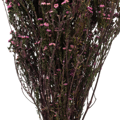  Vickerman 12-22" Natural Phylica Bundle, Preserved 