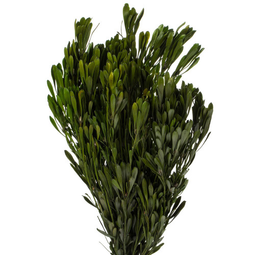  Vickerman Spring Platys Foliage Bundle, Preserved 