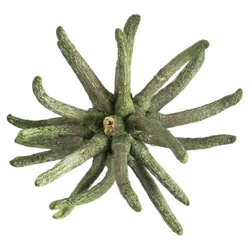  Vickerman 3-4" Spider Claws, Dried 
