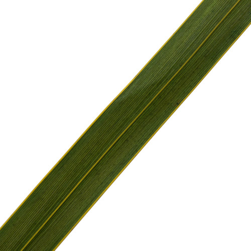  Vickerman 18-30" Snake Grass, Dried - 12 Stems 