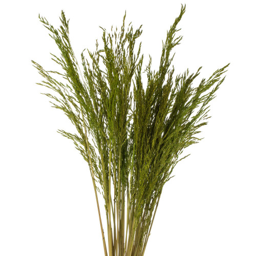 Vickerman 36" Congo Grass Bundle, 8 oz Dried 