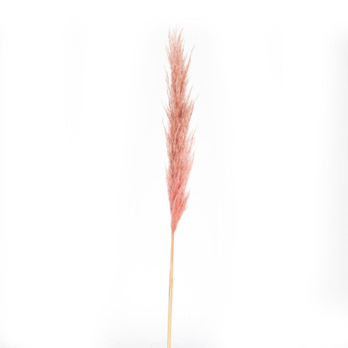  Vickerman 46" Dried Pampas Grass 