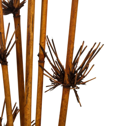  Vickerman 36-40" Star Bamboo Reed Stem, Dried - 14 Stems 