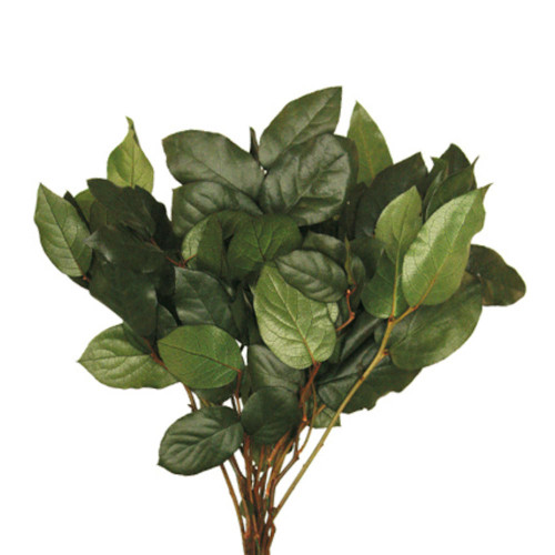  Vickerman 16"-22" Premium Salal Foliage Bundle, Preserved 