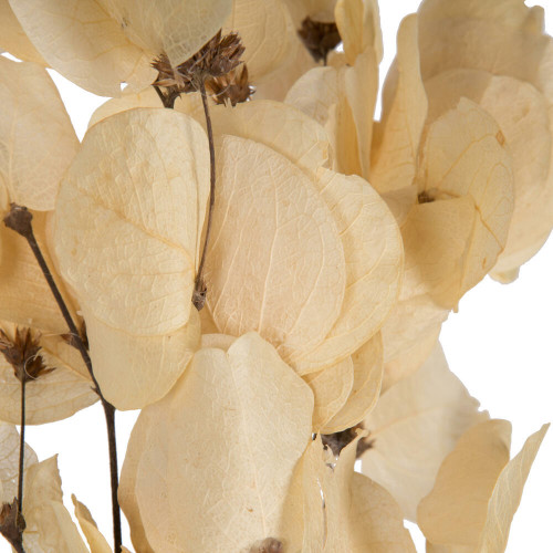 Vickerman 13.5-17" Bleached Moneta Leaf on Twig 