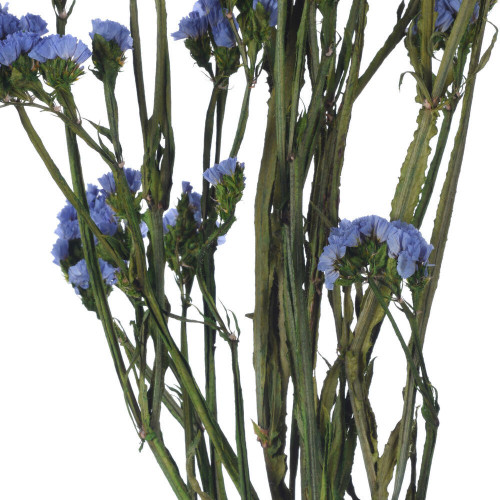  Vickerman Natural Botanicals 19.5" Statice Flower, 1.25 oz per unit 