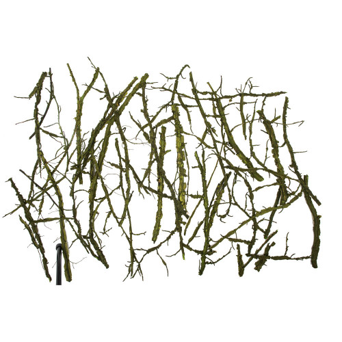  Vickerman Winged Elm Branches, Dried 