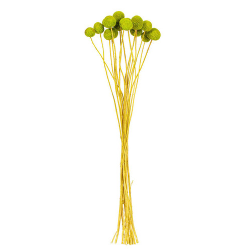  Vickerman 16-20 inch  Natural Dried Lime Green Craspedia Bunch 1.75 oz., Approximately 15-18 heads. This is a natural product, dimensions and color may vary plant to plant. 
