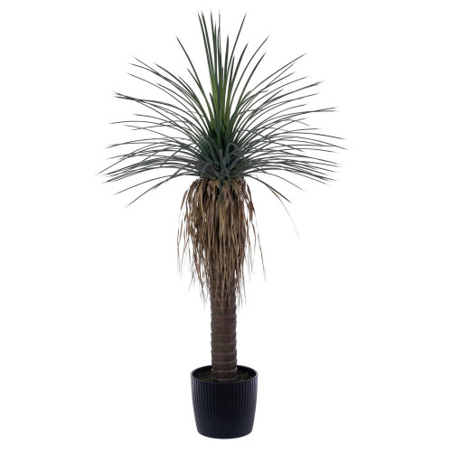  Vickerman Green Nolina Plant in Pot 