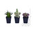 Vickerman 7 inch Artificial Succulent, Black Plastic Planters Pot, Set of 3