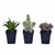 Vickerman 7 inch Artificial Succulent, Black Plastic Planters Pot, Set of 3