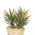 Vickerman 5 inch Artificial Potted Succulent Cactus Plants