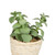 Vickerman 5 inch Artificial Potted Succulent Cactus Plants
