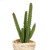 Vickerman 5 inch Artificial Potted Succulent Cactus Plants