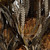 Vickerman 12 inch Autumn Banksia Foliage and Flowers-Preserved, 4 oz Bundle