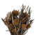 Vickerman 12 inch Autumn Banksia Foliage and Flowers-Preserved, 4 oz Bundle