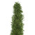 Vickerman 8-10 inch Green Foxtail Fern, 16 Stem Bunch, Preserved