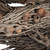 Vickerman Natural Botanicals 32 inch Coco Jhar, Natural Includes 10 pieces per Pack