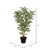 Vickerman 35 inch Artificial Green Real Touch Zebra Plant