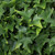 Vickerman Artificial Mini Ivy