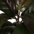 Vickerman Artificial Fiddle Leaf Fig Plant in Pot