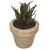  Vickerman Artificial Assorted Potted Artificial Succulents 