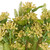 Vickerman 14 Artificial Wild Berry and Fern Bundle