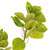  Vickerman Artificial 4' Cotinus Coggygria Branch 
