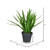 Vickerman 16 Bird Nest Fern In Pot