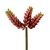 Vickerman 6 Red Jelly Bean Pick 3/Pk